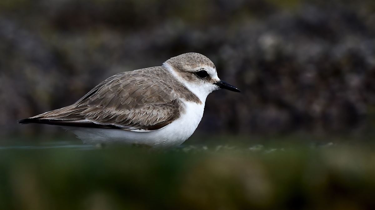Kentish Plover