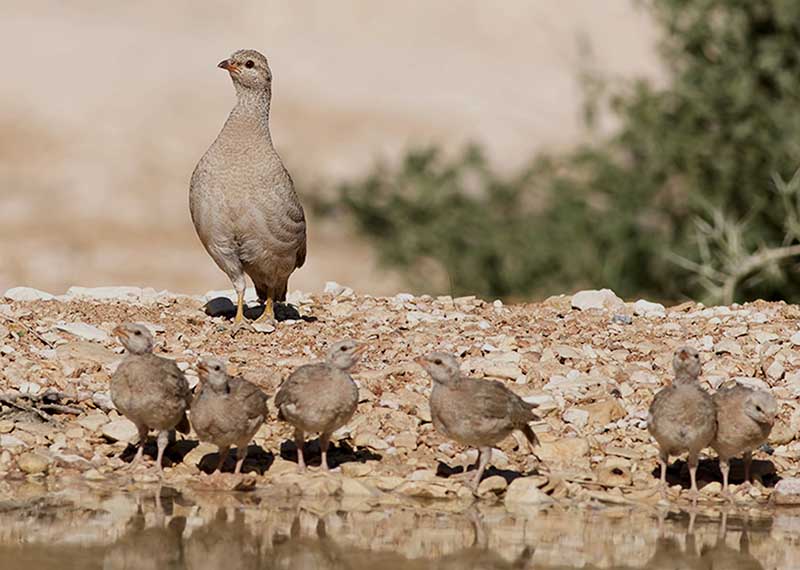 See-see Partridge