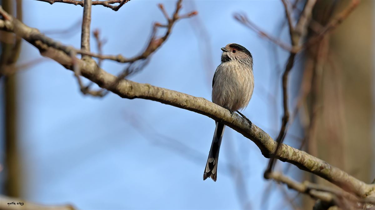Long-tailed Tit