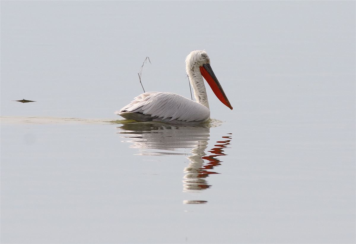 Dalmatian Pelican