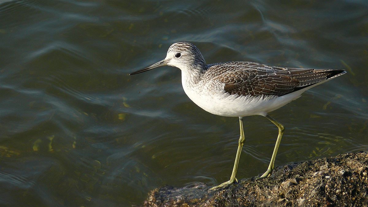 Common Greenshank