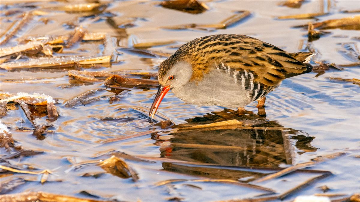 Water Rail
