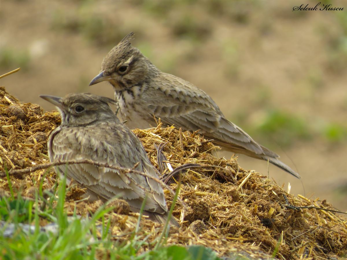 Crested Lark
