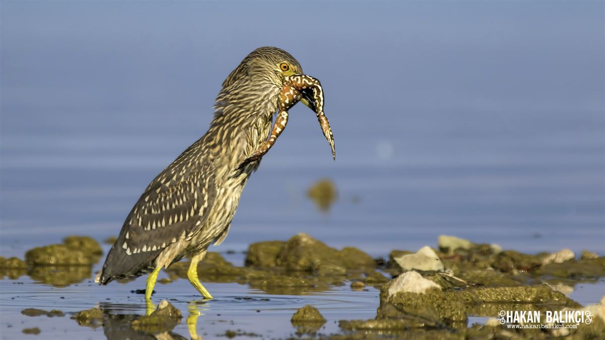 Black-crowned Night Heron