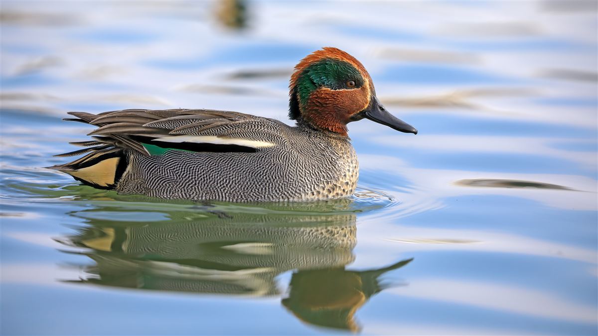 Eurasian Teal