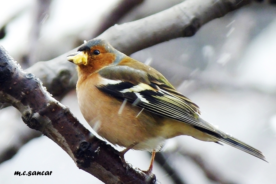 Eurasian Chaffinch