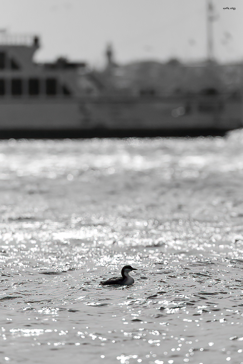 Black-throated Loon