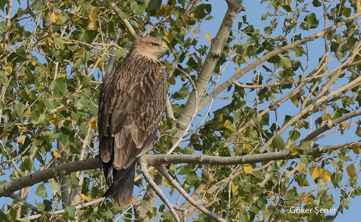Eastern Imperial Eagle