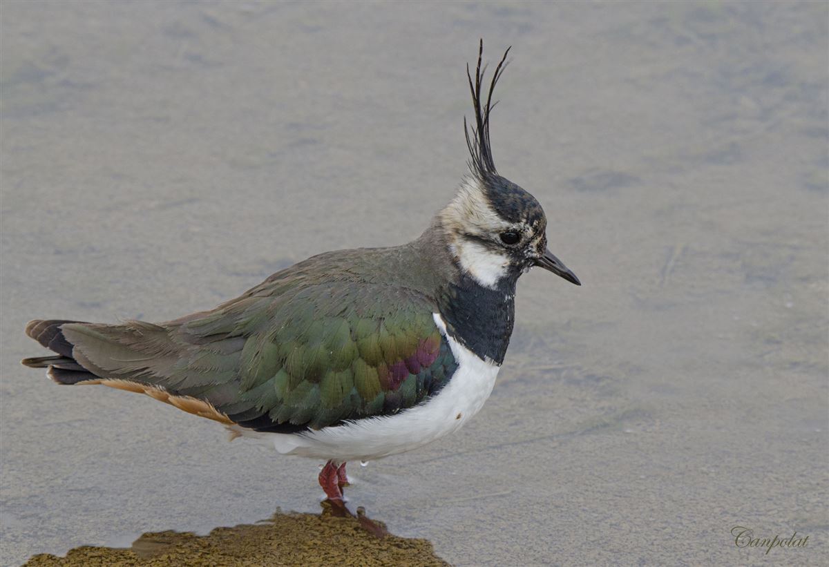 Northern Lapwing