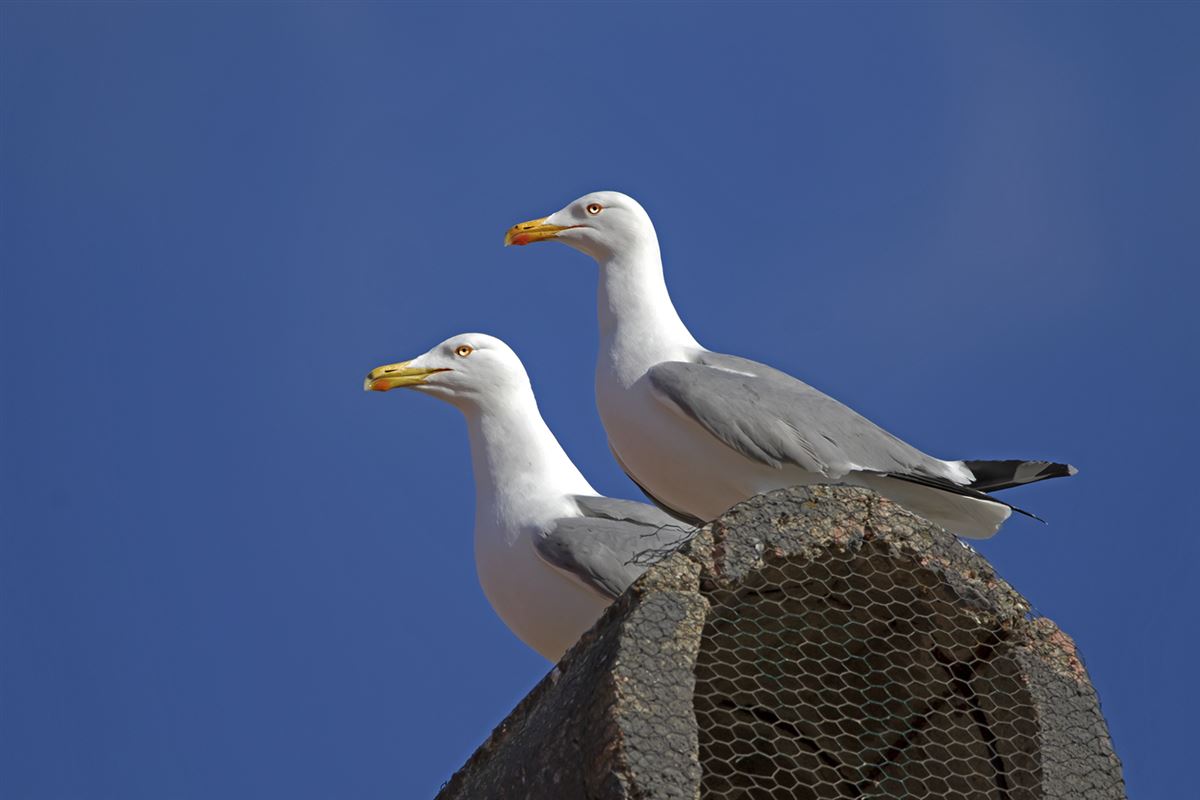 Yellow-legged Gull