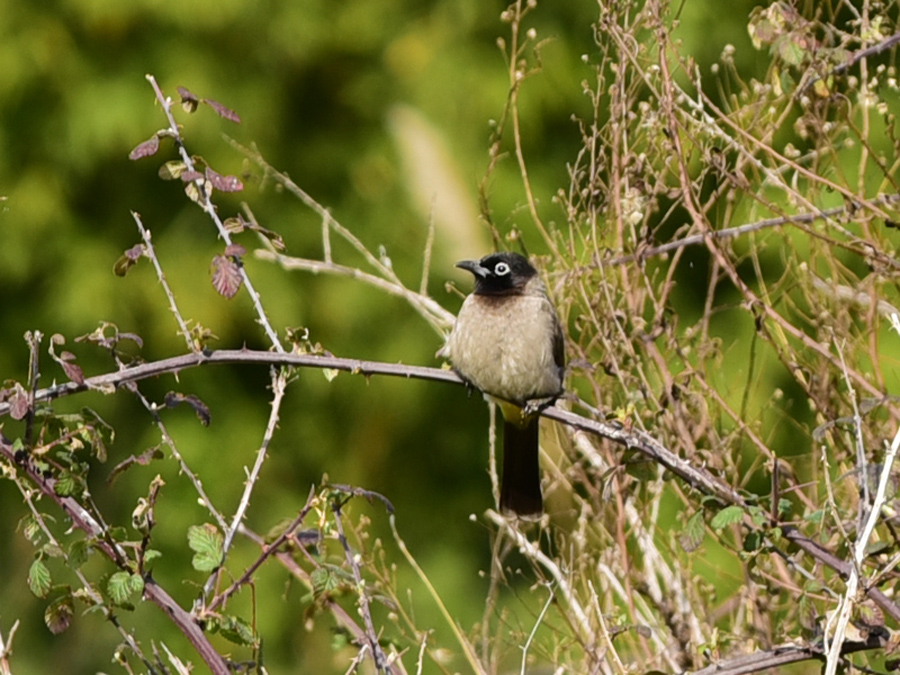 White-spectacled Bulbul