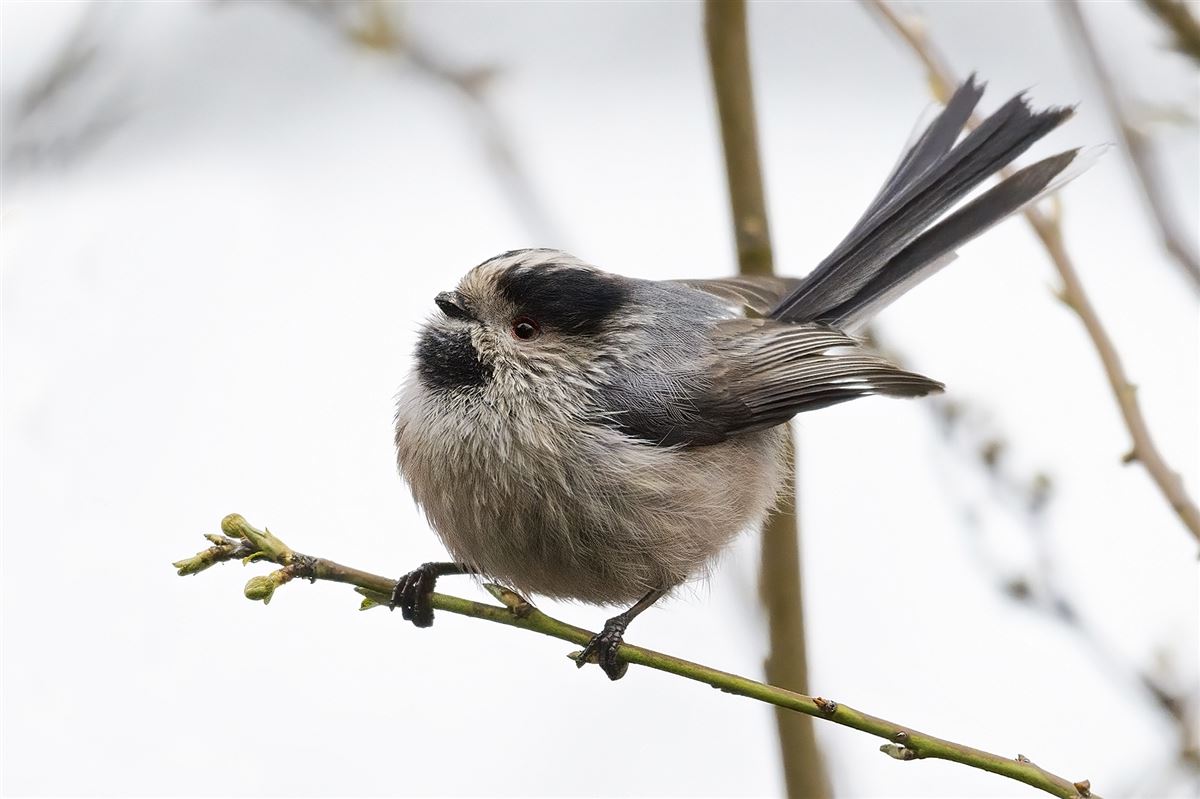 Long-tailed Tit