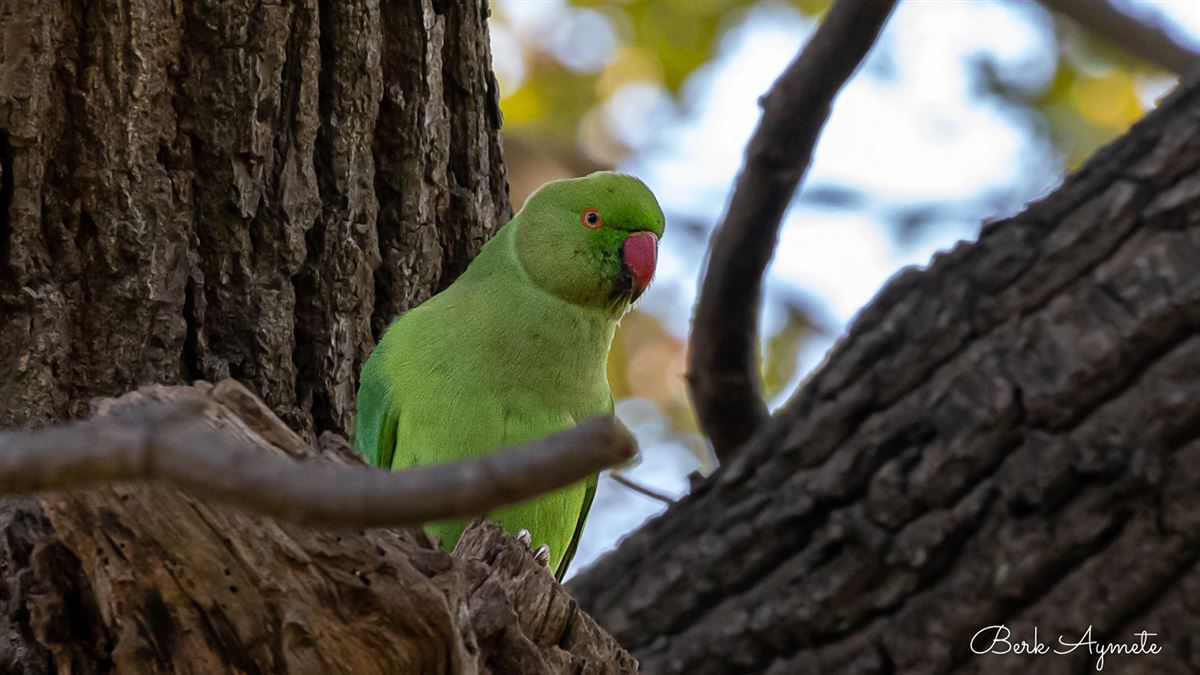 Rose-ringed Parakeet
