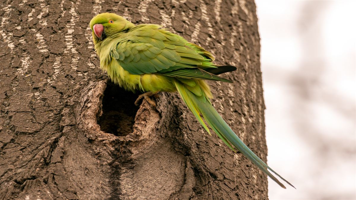 Rose-ringed Parakeet
