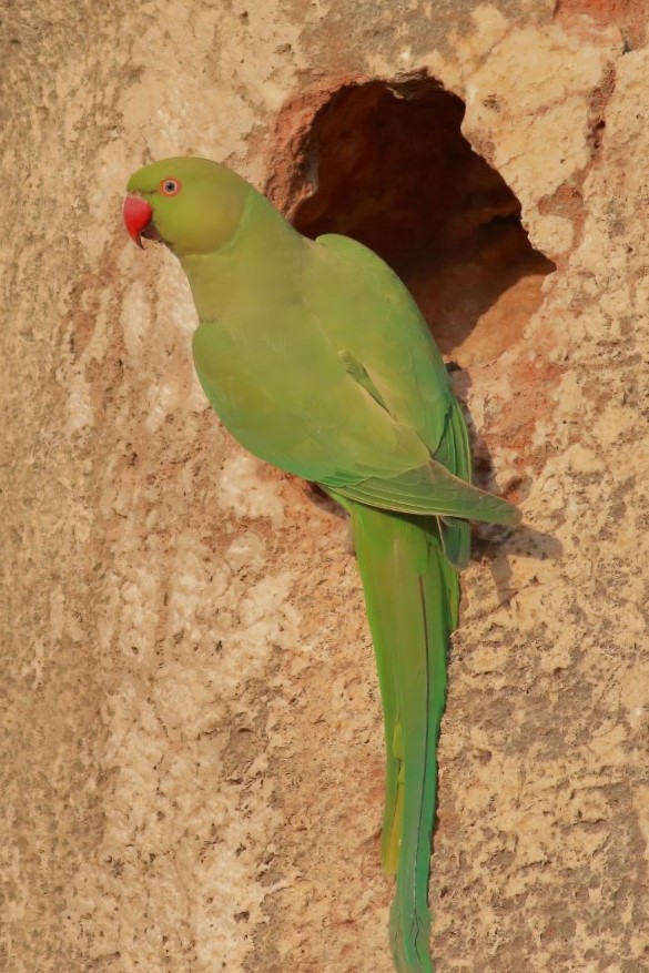Rose-ringed Parakeet