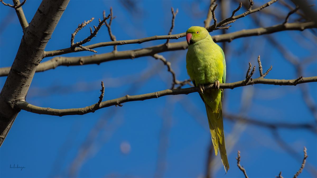 Rose-ringed Parakeet