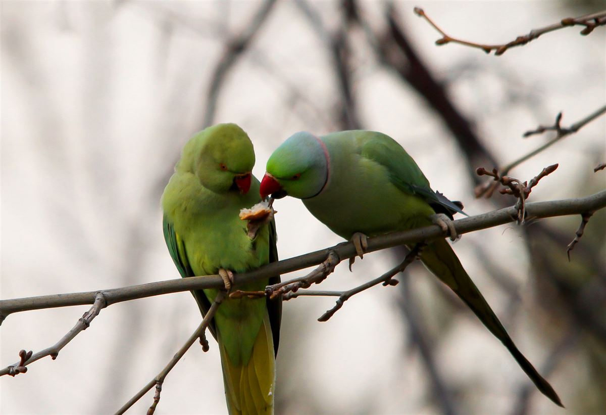 Rose-ringed Parakeet