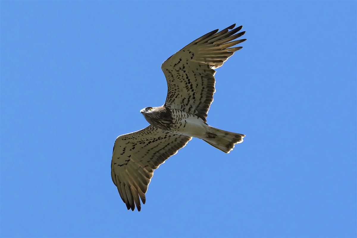 Yılan kartalı