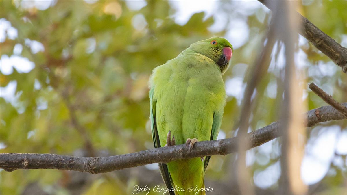 Rose-ringed Parakeet