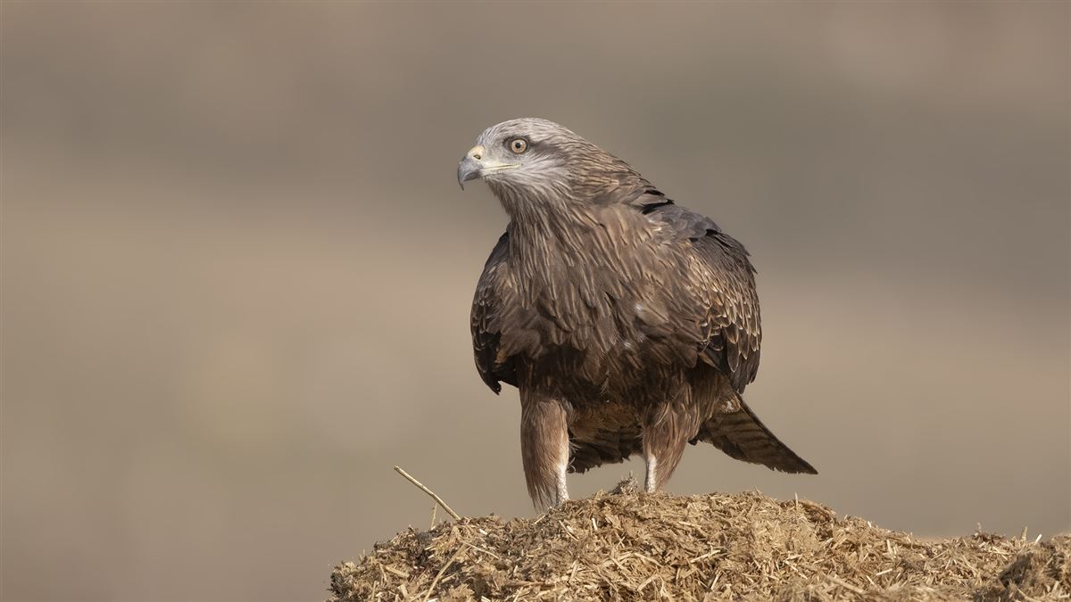 Black Kite