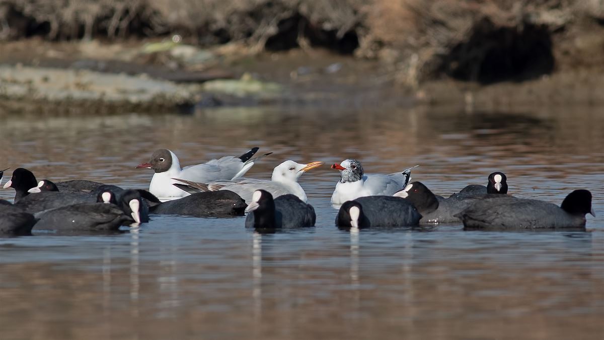 Eurasian Coot