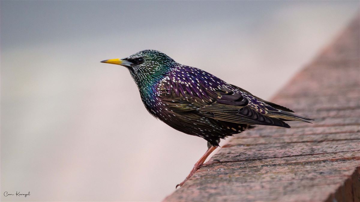 Common Starling