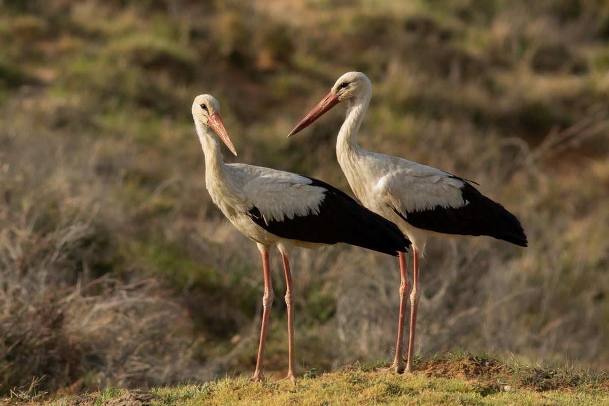 White Stork