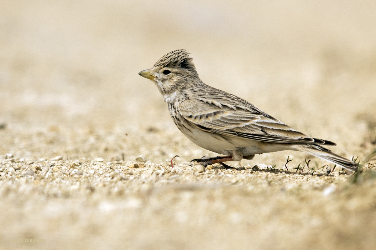 Turkestan Short-toed Lark