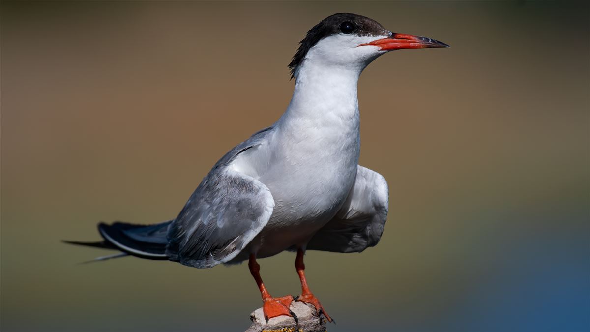 Common Tern