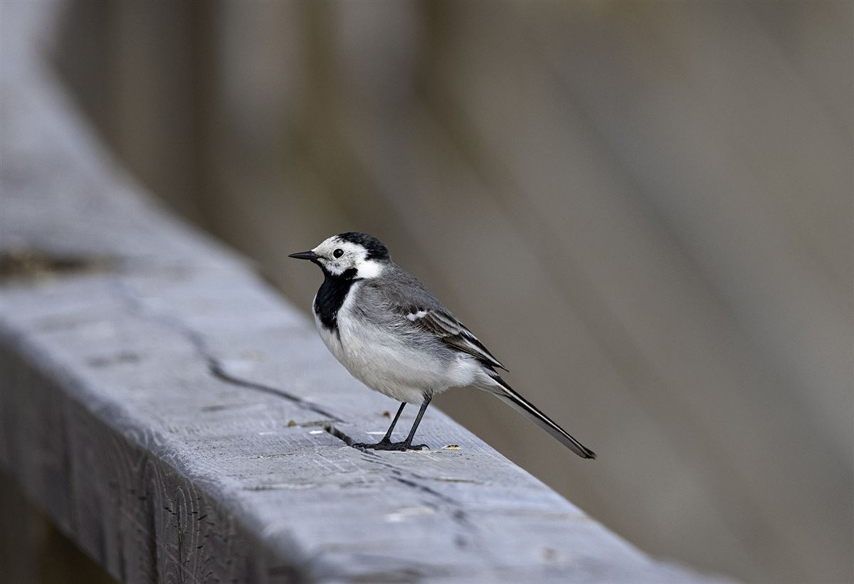 White Wagtail