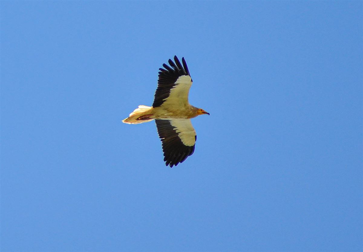 Egyptian Vulture