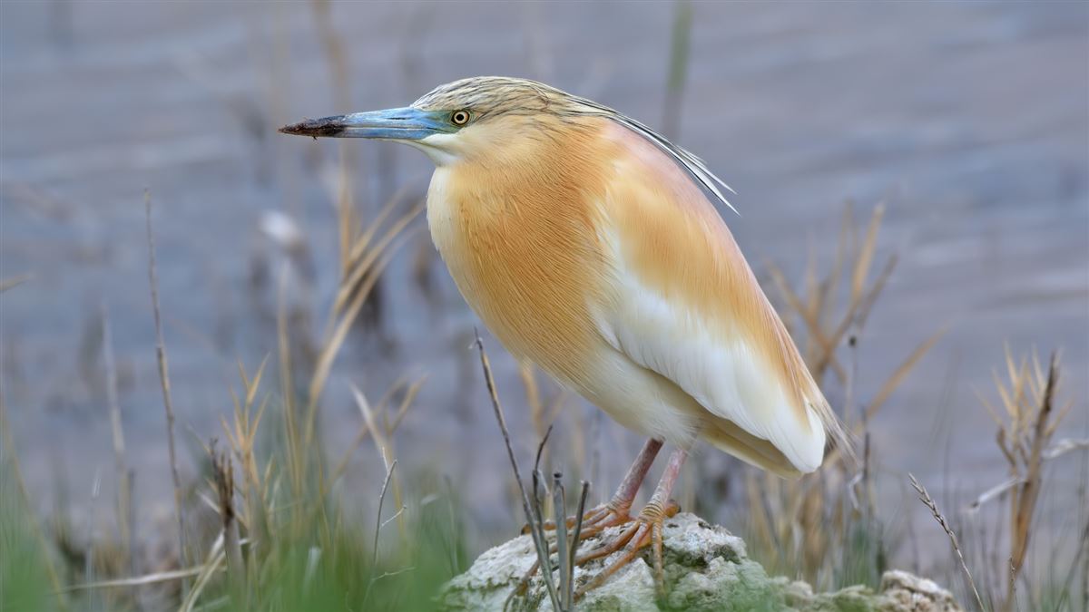 Squacco Heron