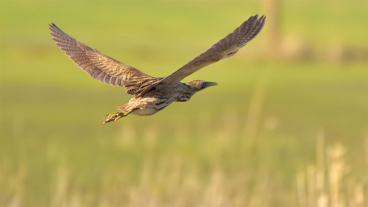 Eurasian Bittern