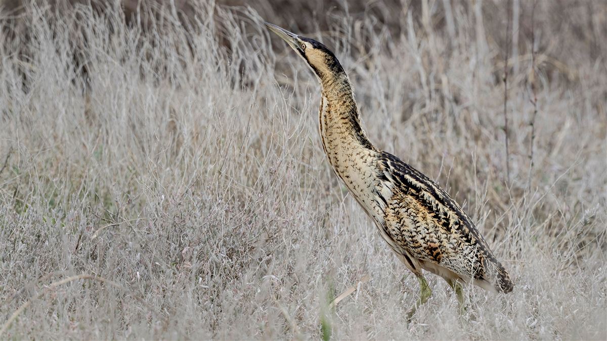 Eurasian Bittern