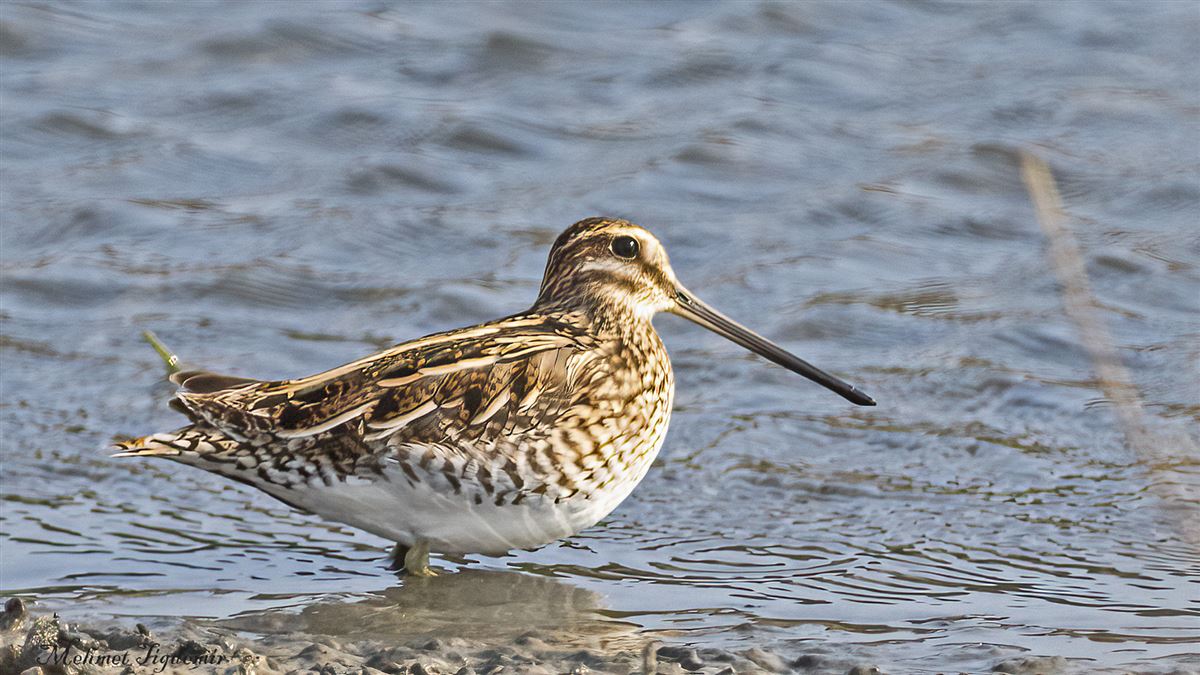 Common Snipe