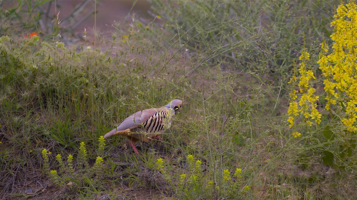 Chukar Partridge