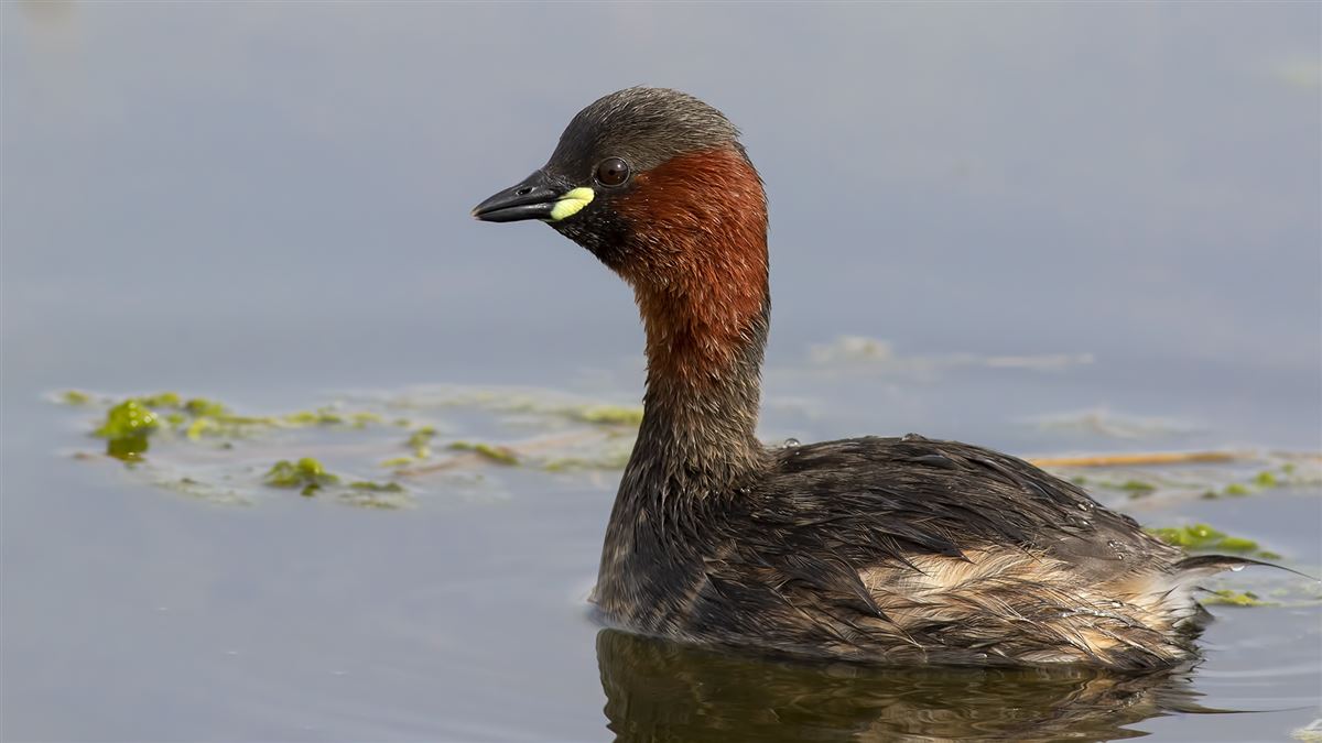 Little Grebe