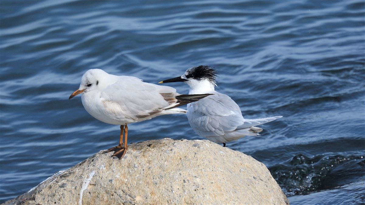 Sandwich Tern