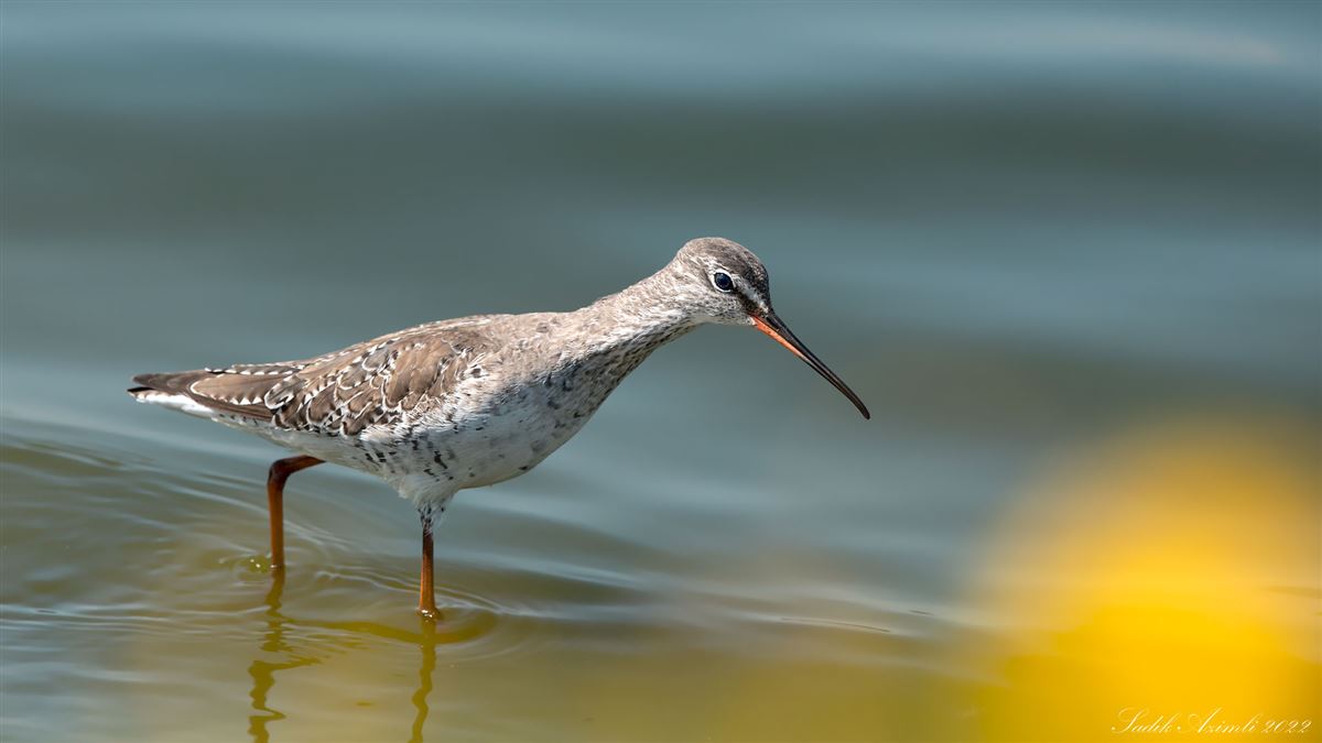 Spotted Redshank