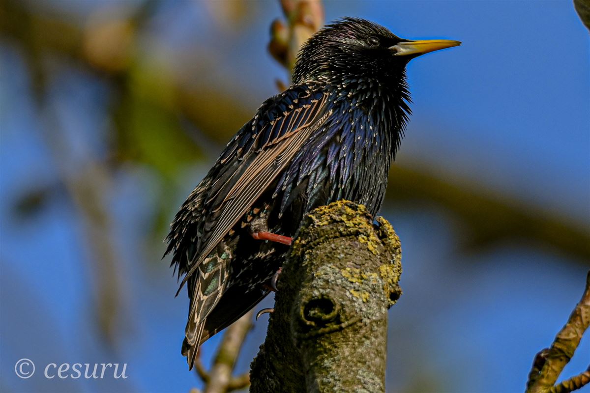 Common Starling