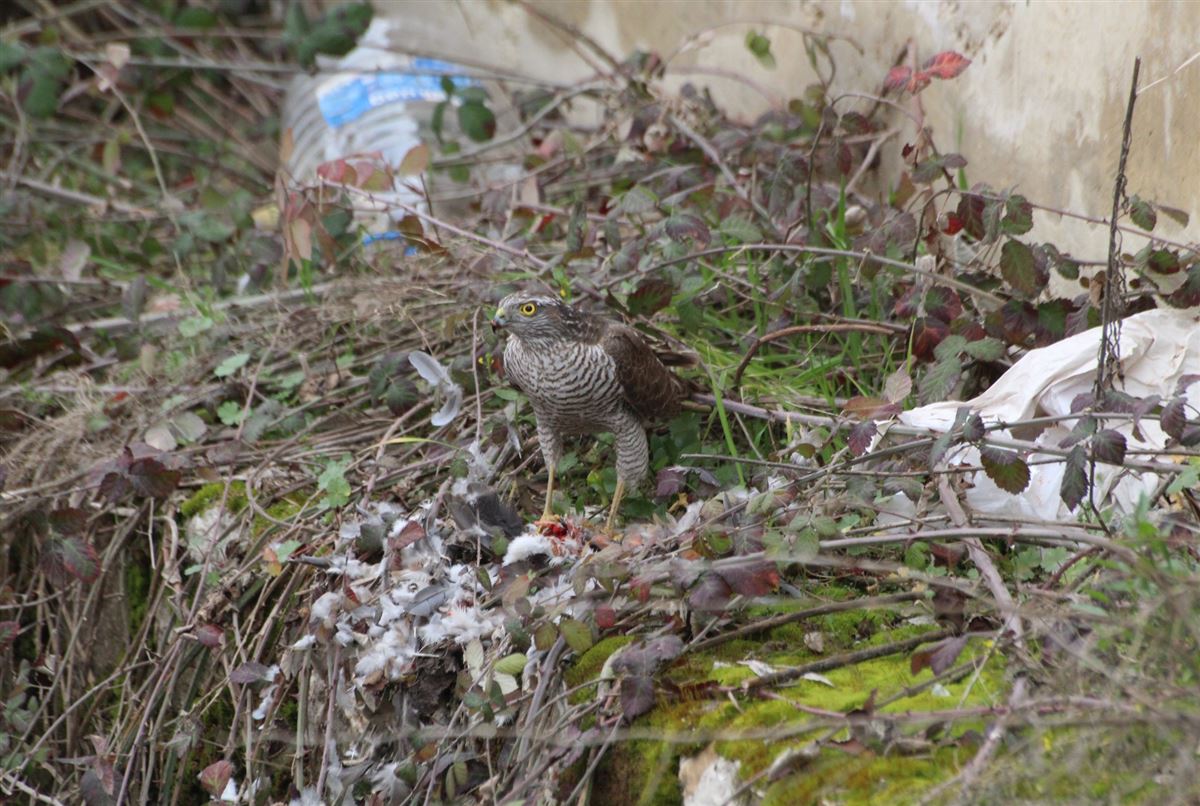 Eurasian Sparrowhawk