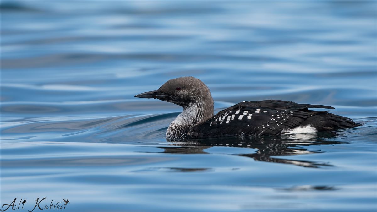 Black-throated Loon