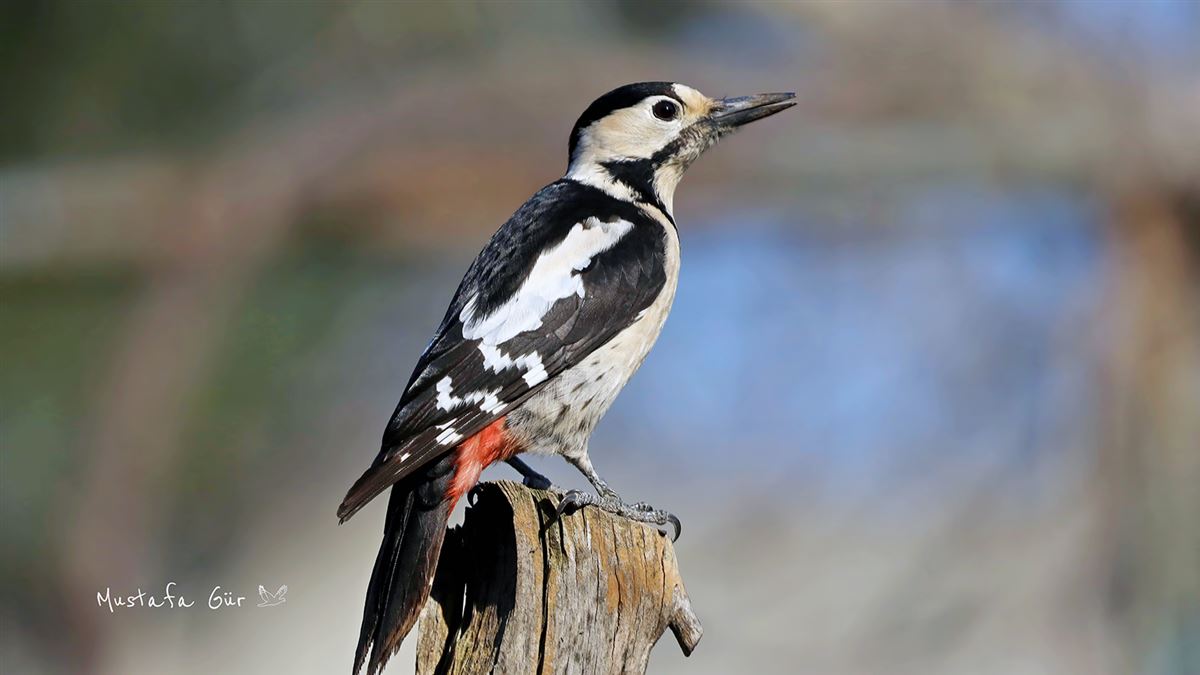 Syrian Woodpecker