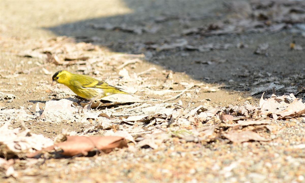 Eurasian Siskin