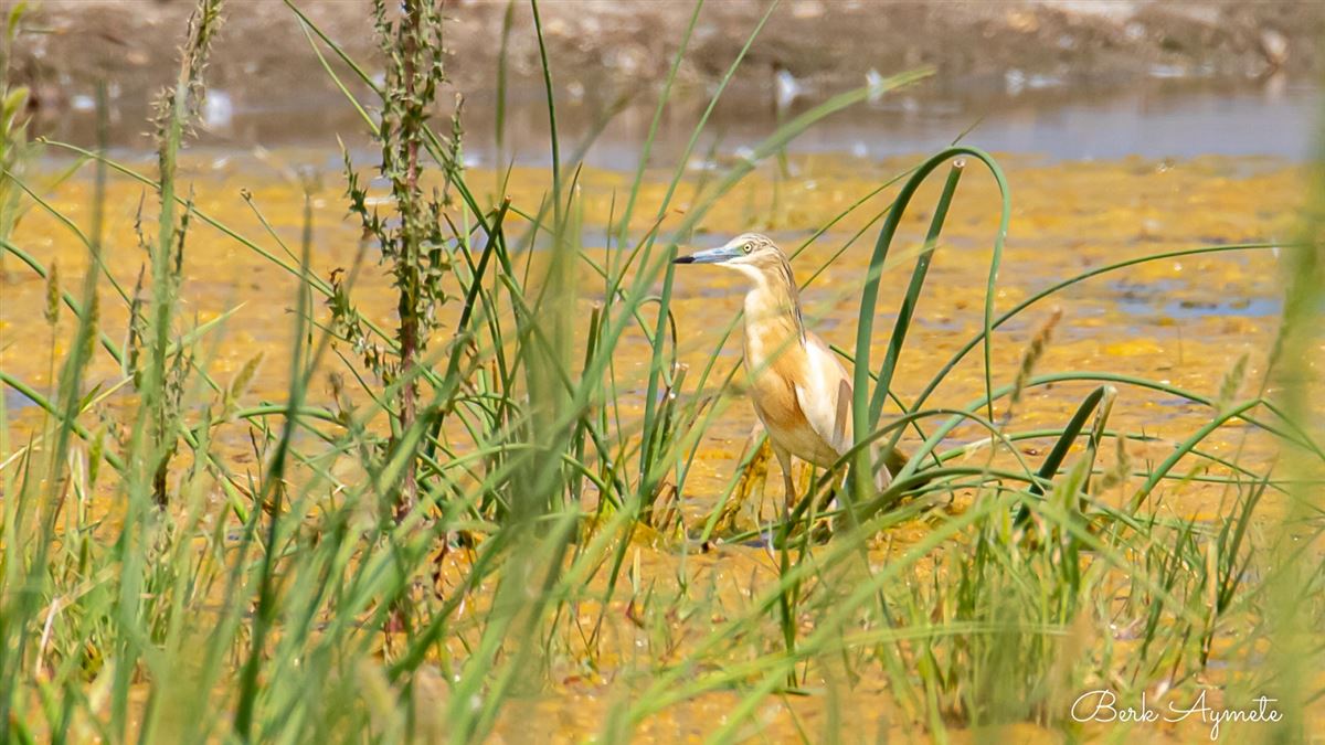 Squacco Heron