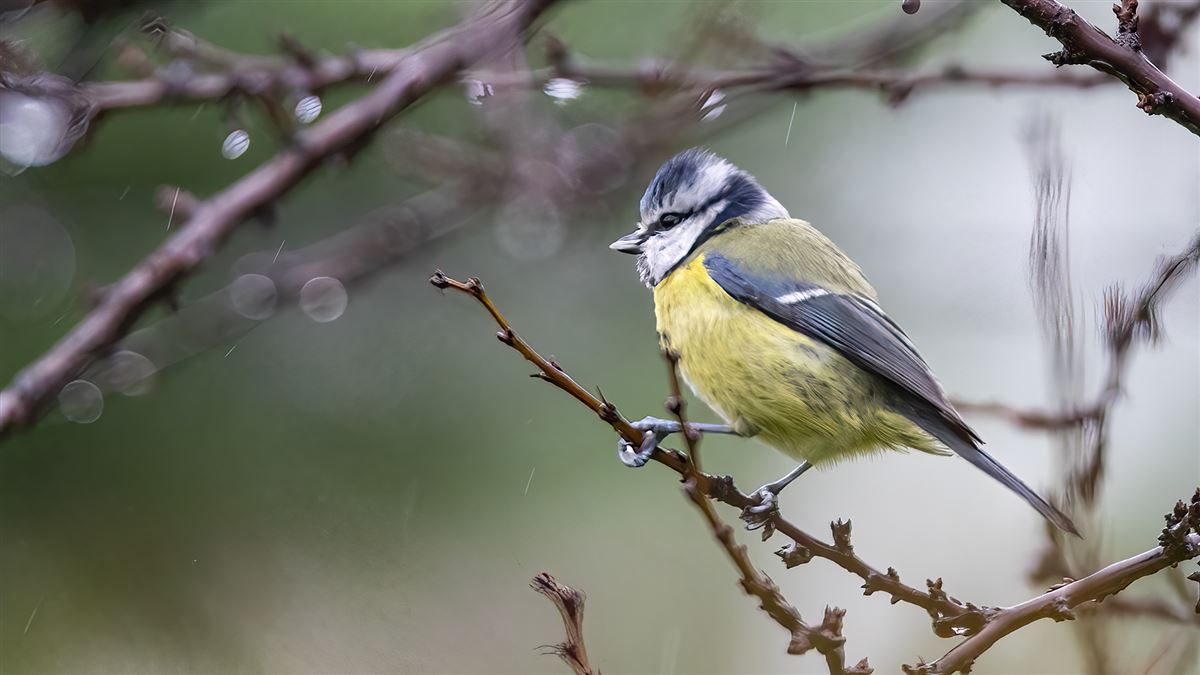 Eurasian Blue Tit