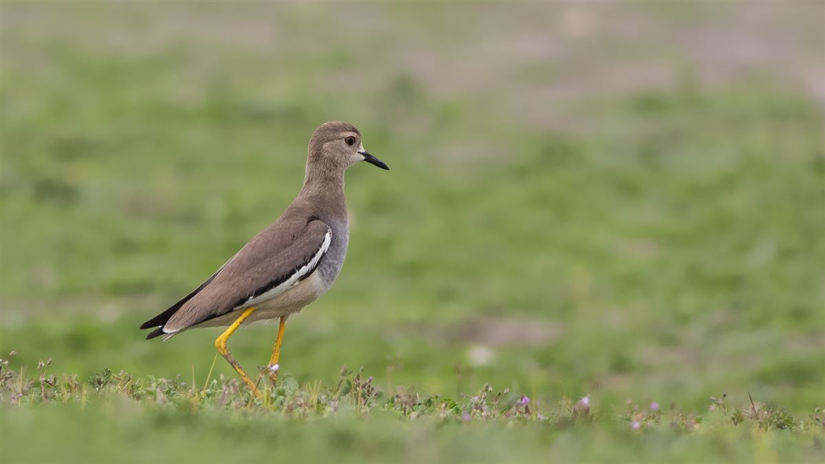 White-tailed Lapwing