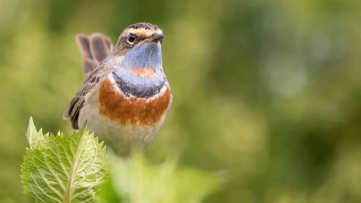 Bluethroat