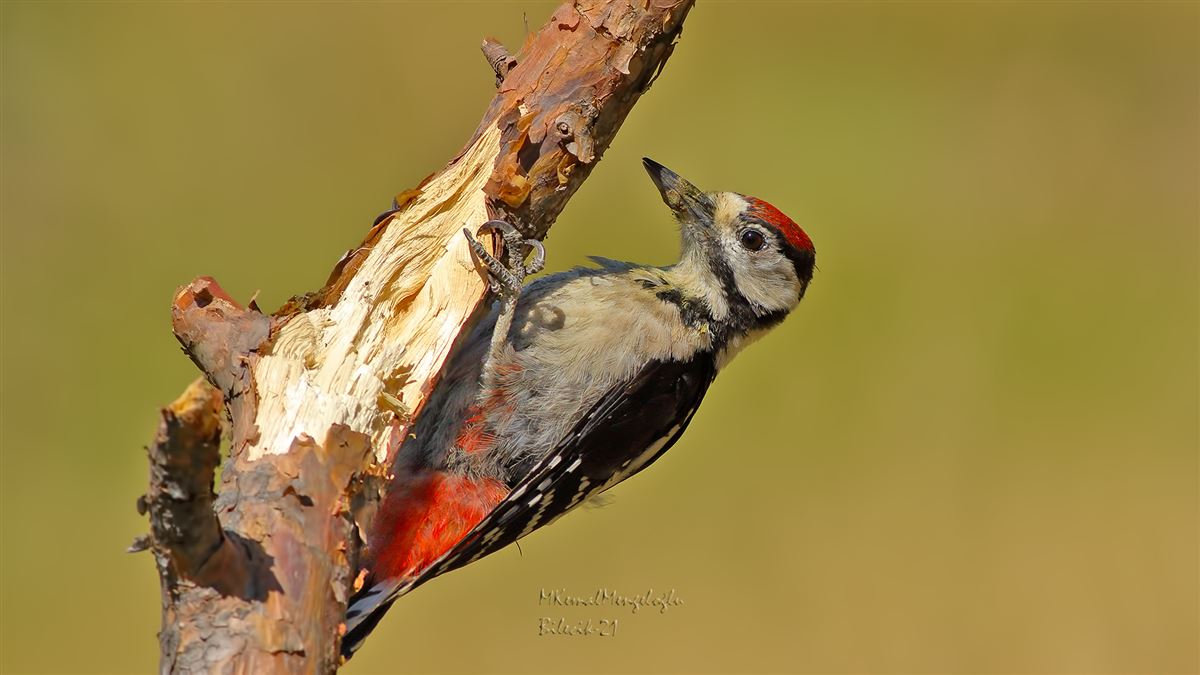 Great Spotted Woodpecker