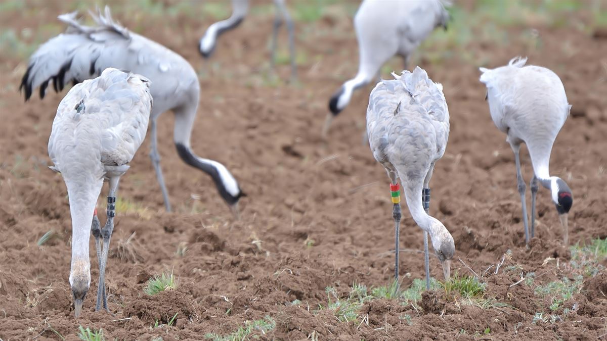 Common Crane